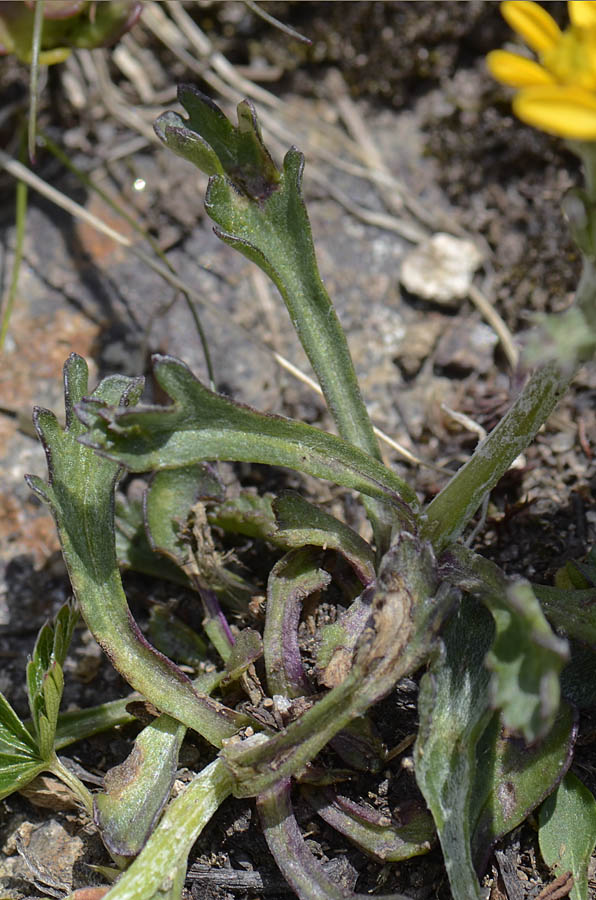 Jacobaea carniolica (= Senecio incanus subsp. carniolicus) /Senecione de